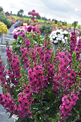 Serafina Raspberry Angelonia (Angelonia 'Serafina Raspberry') at Lakeshore Garden Centres