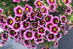 Calitastic Tricolor Pink Calibrachoa (Calibrachoa 'Calitastic Tricolor Pink') at Lakeshore Garden Centres