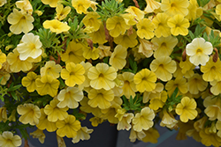 Calitastic Butter Calibrachoa (Calibrachoa 'Calitastic Butter') at Lakeshore Garden Centres