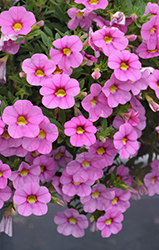 Calitastic Ballerina Calibrachoa (Calibrachoa 'Wescacalisbal') at Lakeshore Garden Centres