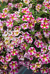 Candy Shop Fancy Berry Calibrachoa (Calibrachoa 'Candy Shop Fancy Berry') at Lakeshore Garden Centres