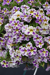 Candy Shop Grape Splash Calibrachoa (Calibrachoa 'Candy Shop Grape Splash') at Lakeshore Garden Centres