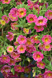 Chameleon Atomic Orange Calibrachoa (Calibrachoa 'Wescachamator') at Lakeshore Garden Centres