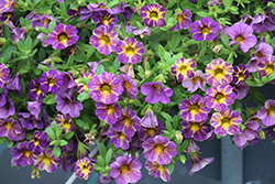 Chameleon Blueberry Pie Calibrachoa (Calibrachoa 'Wescachamblapie') at Lakeshore Garden Centres
