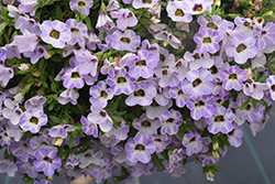 Chameleon Frozen Ice Calibrachoa (Calibrachoa 'Chameleon Frozen Ice') at Lakeshore Garden Centres