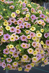 Chameleon Blueberry Scone Calibrachoa (Calibrachoa 'Wescachadpiyecheba') at Lakeshore Garden Centres