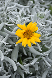 FanciFillers Silver Strand Saladbush (Didelta 'WESDIFANFISIST') at Lakeshore Garden Centres