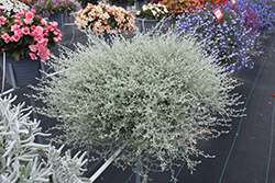 Silverstar Strawflower (Helichrysum 'Silverstar') at Lakeshore Garden Centres