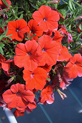 Hells Heat Petunia (Petunia 'Hells Heat') at Lakeshore Garden Centres