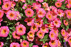 Crazytunia Mayan Sunset Petunia (Petunia 'Crazytunia Mayan Sunset') at Lakeshore Garden Centres