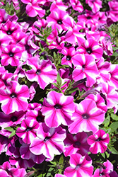 Crazytunia Patrick Star Petunia (Petunia 'Crazytunia Patrick Star') at Lakeshore Garden Centres