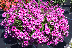 Crazytunia Patrick Star Petunia (Petunia 'Crazytunia Patrick Star') at Lakeshore Garden Centres