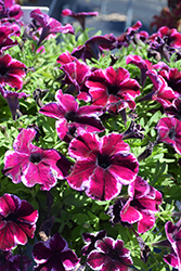Crazytunia Cosmic Pink Petunia (Petunia 'Crazytunia Cosmic Pink') at Lakeshore Garden Centres