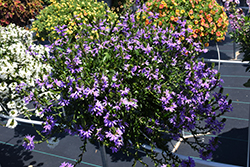 Scalora Brilliant Fan Flower (Scaevola aemula 'Scalora Brilliant') at Lakeshore Garden Centres