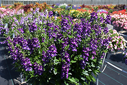 Alonia Big Indigo Angelonia (Angelonia angustifolia 'Alonia Big Indigo') at Lakeshore Garden Centres
