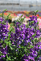 Alonia Big Indigo Angelonia (Angelonia angustifolia 'Alonia Big Indigo') at Lakeshore Garden Centres