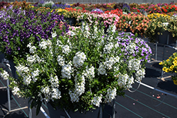 Alonia Big Snow Angelonia (Angelonia angustifolia 'Alonia Big Snow') at Lakeshore Garden Centres