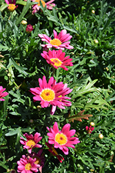 Lollies Berry Gummy Marguerite Daisy (Argyranthemum frutescens 'Lollies Berry Gummy') at Lakeshore Garden Centres