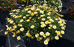Lollies Buttermint Marguerite Daisy (Argyranthemum frutescens 'Lollies Buttermint') at Lakeshore Garden Centres