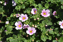 Scopia Gulliver Compact Blush Bacopa (Sutera cordata 'Scopia Gulliver Compact Blush') at Lakeshore Garden Centres