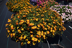 Blazing Glory Bidens (Bidens ferulifolia 'Blazing Glory') at Lakeshore Garden Centres