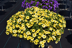 Colibri Lemon Calibrachoa (Calibrachoa 'Colibri Lemon') at Lakeshore Garden Centres