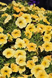 Colibri Lemon Calibrachoa (Calibrachoa 'Colibri Lemon') at Lakeshore Garden Centres