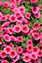 Colibri Malibu Pink Calibrachoa (Calibrachoa 'Colibri Malibu Pink') at Lakeshore Garden Centres