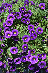 Colibri Plum Calibrachoa (Calibrachoa 'Colibri Plum') at Lakeshore Garden Centres