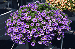 Colibri Purple Bling Calibrachoa (Calibrachoa 'Colibri Purple Bling') at Lakeshore Garden Centres