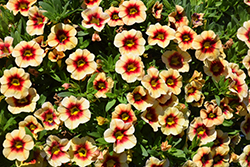 Eyeconic Apricot Calibrachoa (Calibrachoa 'Eyeconic Apricot') at Lakeshore Garden Centres