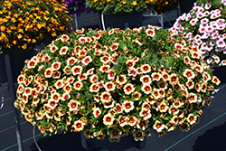 Eyeconic Apricot Calibrachoa (Calibrachoa 'Eyeconic Apricot') at Lakeshore Garden Centres