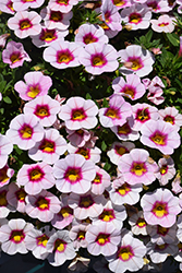 Eyeconic Cherry Blossom Calibrachoa (Calibrachoa 'Eyeconic Cherry Blossom') at Lakeshore Garden Centres