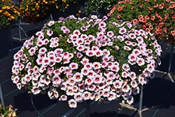 Eyeconic Cherry Blossom Calibrachoa (Calibrachoa 'Eyeconic Cherry Blossom') at Lakeshore Garden Centres