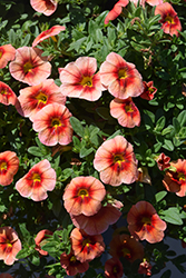 Eyeconic Peach Calibrachoa (Calibrachoa 'Eyeconic Peach') at Lakeshore Garden Centres