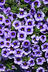 Eyeconic Purple Calibrachoa (Calibrachoa 'Eyeconic Purple') at Lakeshore Garden Centres