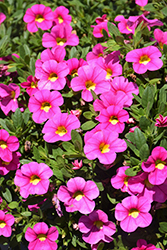 Lia Bubblegum Calibrachoa (Calibrachoa 'Lia Bubblegum') at Lakeshore Garden Centres