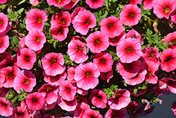 Lia Cranberry Calibrachoa (Calibrachoa 'Lia Cranberry') at Lakeshore Garden Centres