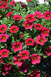 Lia Dark Red Calibrachoa (Calibrachoa 'Lia Dark Red') at Lakeshore Garden Centres