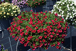 Lia Dark Red Calibrachoa (Calibrachoa 'Lia Dark Red') at Lakeshore Garden Centres
