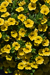 Lia Yellow Calibrachoa (Calibrachoa 'Lia Yellow') at Lakeshore Garden Centres