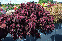 PartyTime Pink Fizz Coleus (Solenostemon scutellarioides 'PartyTime Pink Fizz') at Lakeshore Garden Centres