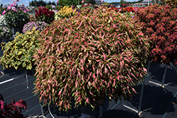 PartyTime Reggae Salmon Coleus (Solenostemon scutellarioides 'PartyTime Reggae Salmon') at Lakeshore Garden Centres
