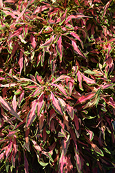 PartyTime Reggae Salmon Coleus (Solenostemon scutellarioides 'PartyTime Reggae Salmon') at Lakeshore Garden Centres