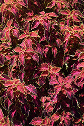 PartyTime Ruby Punch Coleus (Solenostemon scutellarioides 'SAKCOL023') at Lakeshore Garden Centres