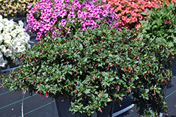 Cubano Cristo False Heather (Cuphea hyssopifolia 'Cristo') at Lakeshore Garden Centres