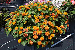 Gem Citrine Lantana (Lantana camara 'Gem Citrine') at Lakeshore Garden Centres