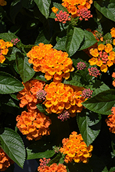 Gem Citrine Lantana (Lantana camara 'Gem Citrine') at Lakeshore Garden Centres