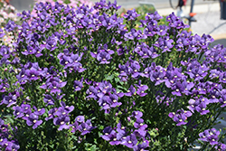 Nesia Denim Nemesia (Nemesia 'Nesia Denim') at Lakeshore Garden Centres