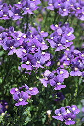 Nesia Denim Nemesia (Nemesia 'Nesia Denim') at Lakeshore Garden Centres